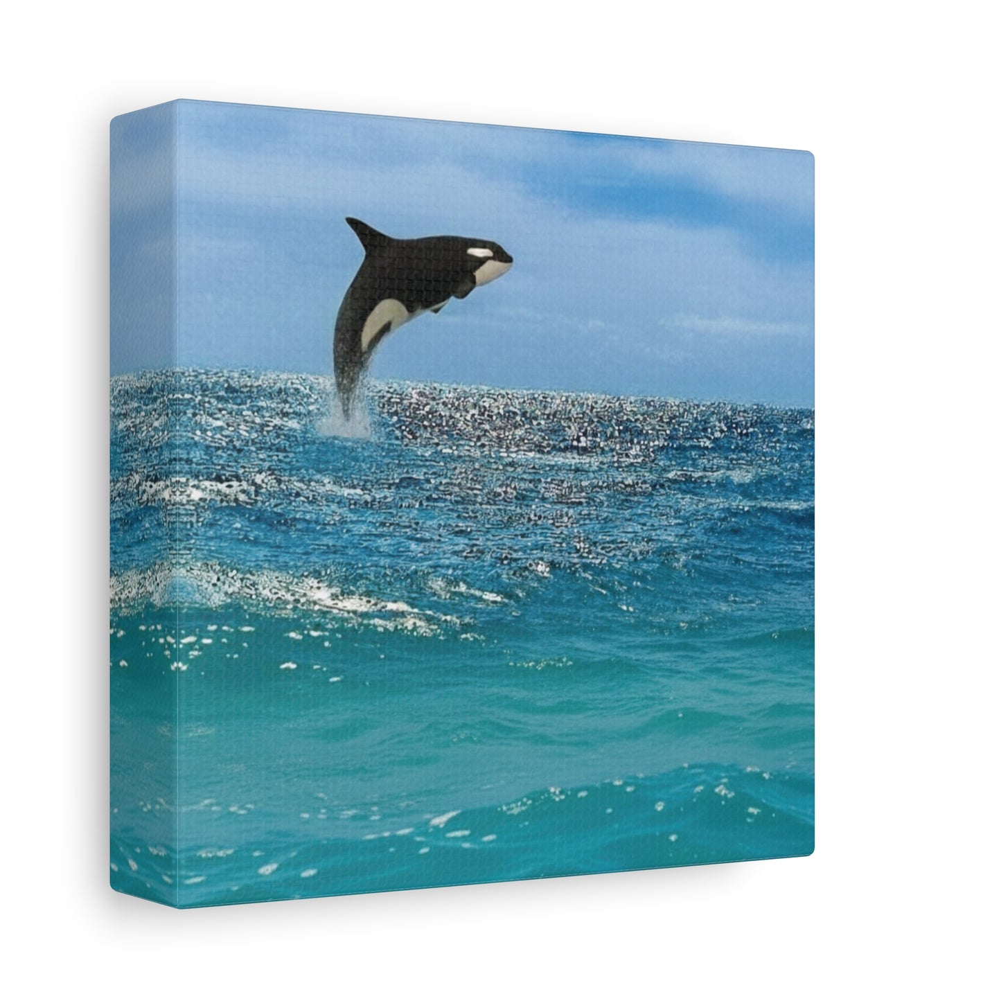 Orca Playing in Blue sunlit Coastal Ocean Canvas Wall Art
