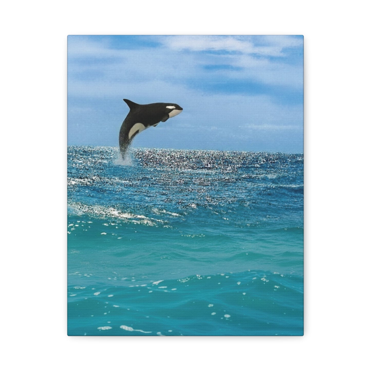 Orca Playing in Blue sunlit Coastal Ocean Canvas Wall Art