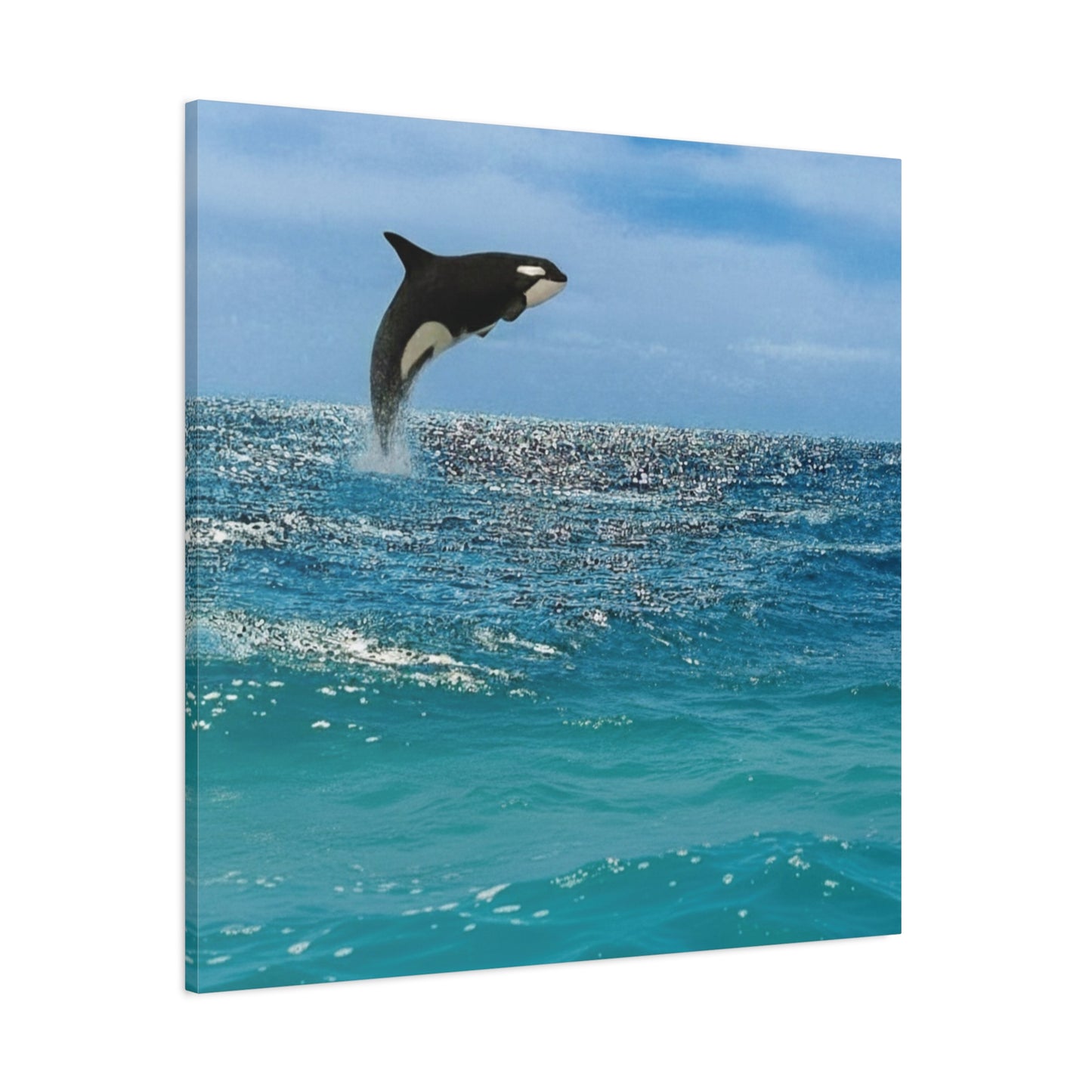 Orca Playing in Blue sunlit Coastal Ocean Canvas Wall Art