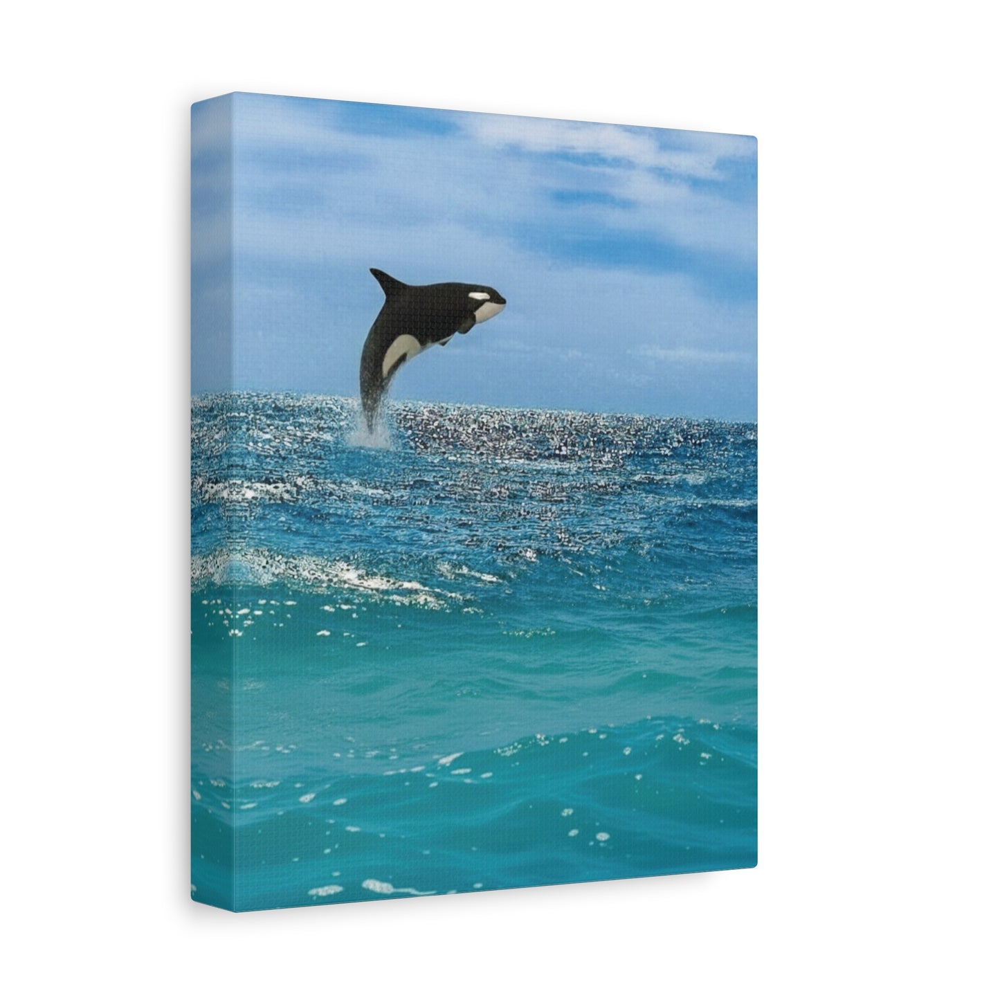Orca Playing in Blue sunlit Coastal Ocean Canvas Wall Art