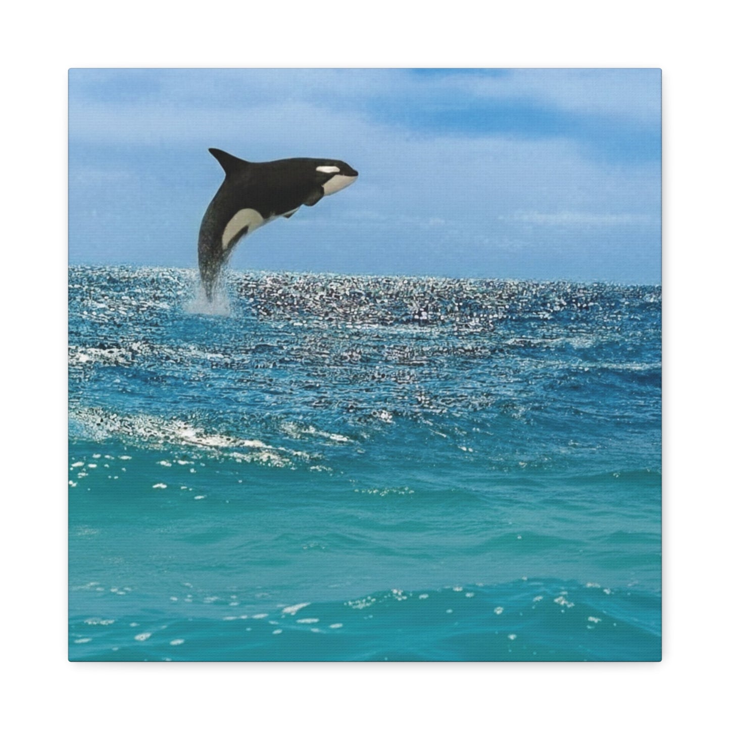 Orca Playing in Blue sunlit Coastal Ocean Canvas Wall Art