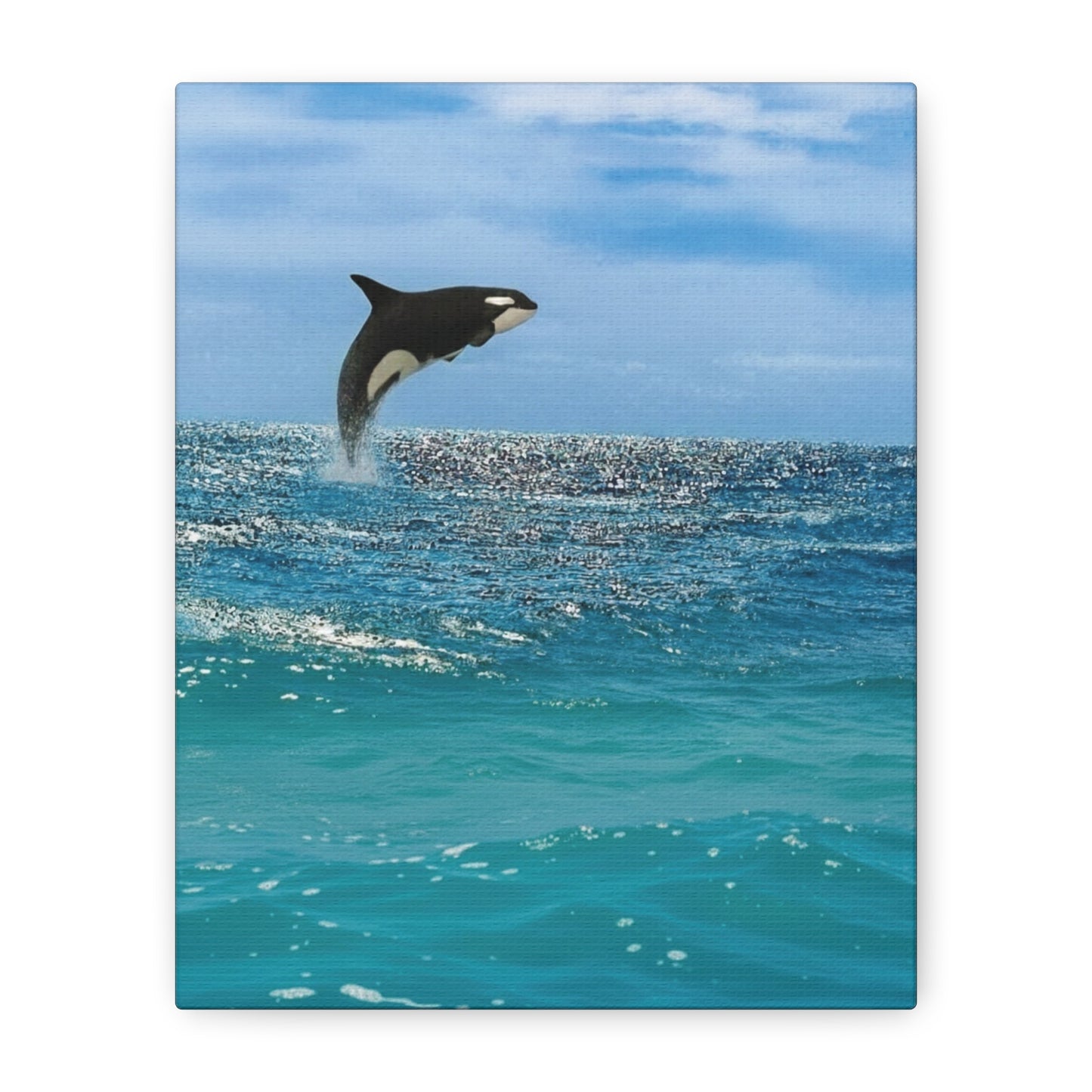 Orca Playing in Blue sunlit Coastal Ocean Canvas Wall Art