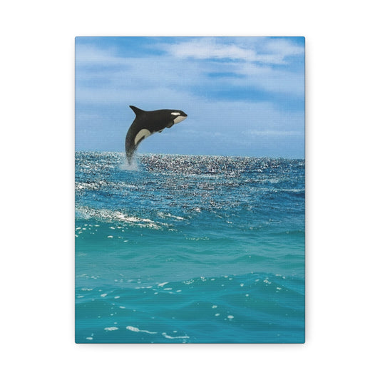 Orca Playing in Blue sunlit Coastal Ocean Canvas Wall Art