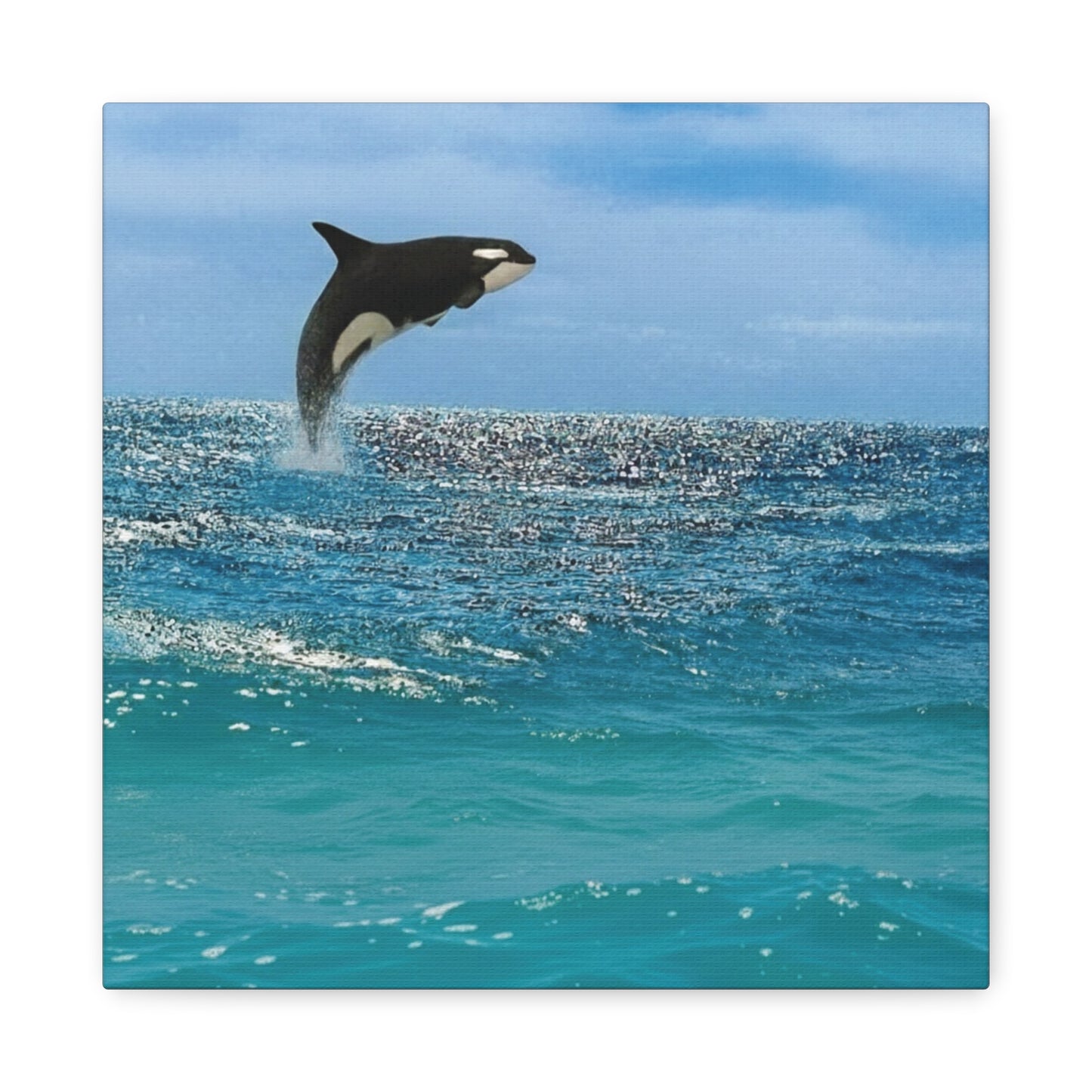 Orca Playing in Blue sunlit Coastal Ocean Canvas Wall Art